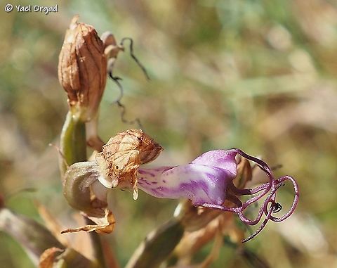 Himantoglossum comperianum discovered in Israel for the first time! the rare orchid, Himantoglossum comperianum, was accidentally discovered in Israel by a nature lover, on tuesday 19/5/2020. 
on Thursday, 21/5/2020 I went to see it. 
the plant is at its end, and the 10-days heat-wave we're going through is not helping... but it was an amazing and exciting experience, to look at this for the first time!
driving over 200KM and back on the same day to see a dry orchid in a day where temperatures went over 40 degrees seems really reasonable, isn't it? ;-) 

the full plant:
https://www.jungledragon.com/image/94597/himantoglossum_comperianum_discovered_in_israel_for_the_first_time.html Comper's Orchid,Himantoglossum comperianum,Israel