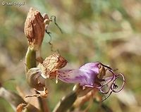 Himantoglossum comperianum discovered in Israel for the first time! the rare orchid, Himantoglossum comperianum, was accidentally discovered in Israel by a nature lover, on tuesday 19/5/2020. <br />
on Thursday, 21/5/2020 I went to see it. <br />
the plant is at its end, and the 10-days heat-wave we're going through is not helping... but it was an amazing and exciting experience, to look at this for the first time!<br />
driving over 200KM and back on the same day to see a dry orchid in a day where temperatures went over 40 degrees seems really reasonable, isn't it? ;-) <br />
<br />
the full plant:<br />
https://www.jungledragon.com/image/94597/himantoglossum_comperianum_discovered_in_israel_for_the_first_time.html Comper's Orchid,Himantoglossum comperianum,Israel