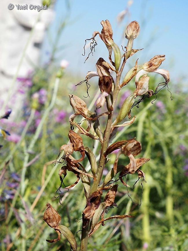 Himantoglossum comperianum discovered in Israel for the first time! this Orchid is rare and endangered in all its distribution range. <br />
more about the discovery here: <br />
<figure class="photo"><a href="https://www.jungledragon.com/image/94596/himantoglossum_comperianum_discovered_in_israel_for_the_first_time.html" title="Himantoglossum comperianum discovered in Israel for the first time!"><img src="https://s3.amazonaws.com/media.jungledragon.com/images/3519/94596_thumb.JPG?AWSAccessKeyId=05GMT0V3GWVNE7GGM1R2&Expires=1759968010&Signature=X2Tt%2BL1Eji0H58WUpGLUbtSmXOc%3D" width="200" height="160" alt="Himantoglossum comperianum discovered in Israel for the first time! the rare orchid, Himantoglossum comperianum, was accidentally discovered in Israel by a nature lover, on tuesday 19/5/2020. <br />
on Thursday, 21/5/2020 I went to see it. <br />
the plant is at its end, and the 10-days heat-wave we&#039;re going through is not helping... but it was an amazing and exciting experience, to look at this for the first time!<br />
driving over 200KM and back on the same day to see a dry orchid in a day where temperatures went over 40 degrees seems really reasonable, isn&#039;t it? ;-) <br />
<br />
the full plant:<br />
https://www.jungledragon.com/image/94597/himantoglossum_comperianum_discovered_in_israel_for_the_first_time.html Comper&#039;s Orchid,Himantoglossum comperianum,Israel" /></a></figure> Comper's Orchid,Himantoglossum comperianum,Israel