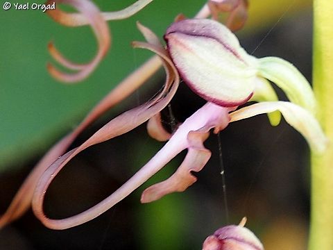 Facepalm have you ever seen a flower do facepalm? :-D  Galilee Lizard Orchid,Geotagged,Himantoglossum caprinum,Israel,Spring