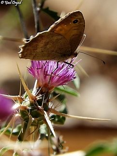 Hyponephele lupinus a large butterfly  Geotagged,Hyponephele lupina,Mount Hermon,Oriental meadow brown,Spring