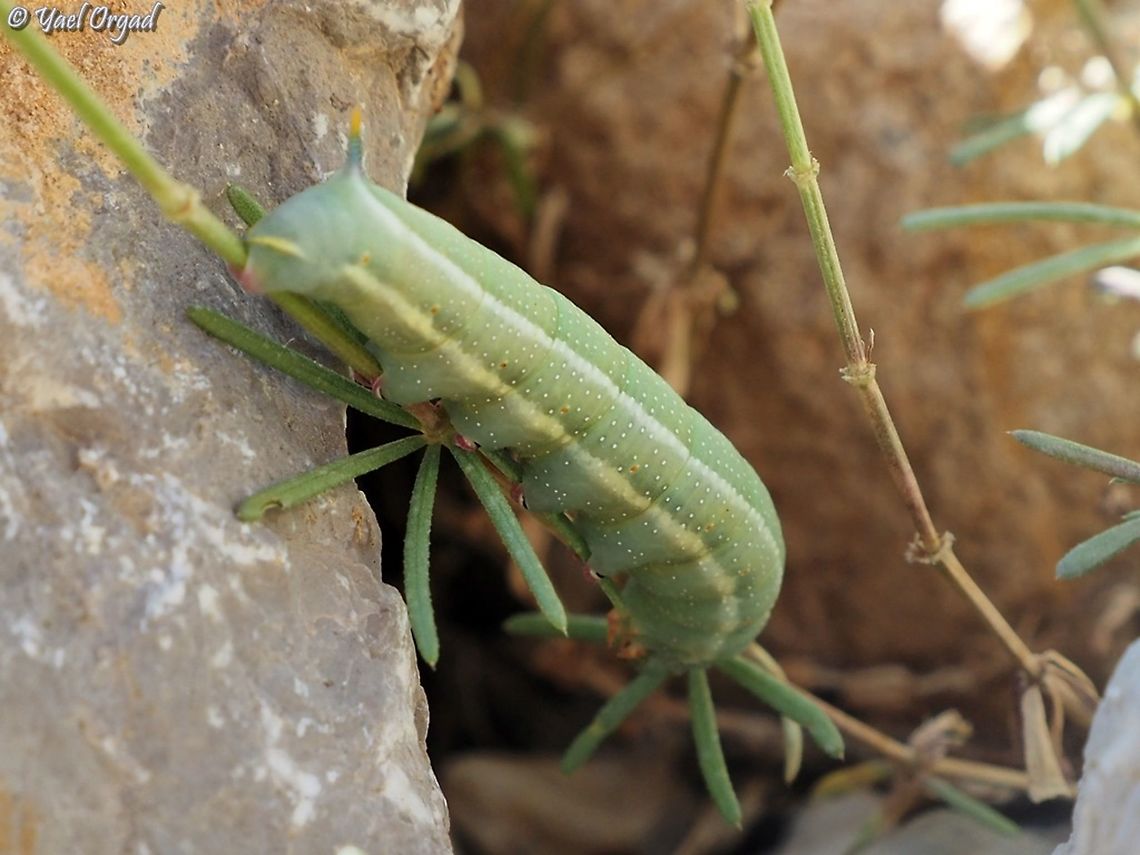 Macroglossum stellatarum first time I saw this hawk-moth's catterpillar! Hummingbird hawk-moth,Israel,Macroglossum stellatarum,Mount Hermon