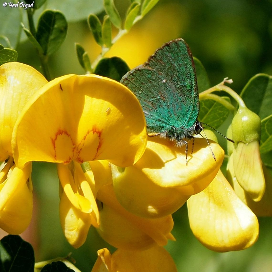 Callophrys herculeana last year I learned where to look for this butterfly, and this year it came again to the same spots :-)  Callophrys herculeana,Geotagged,Israel,Mount Hermon,Spring