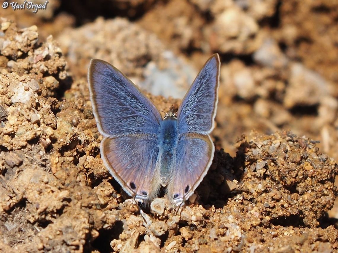 Pea-Blue  Israel,Lampides boeticus,Mount Hermon,Peablue or Long-tailed Blue