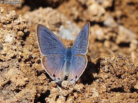 Pea-Blue  Israel,Lampides boeticus,Mount Hermon,Peablue or Long-tailed Blue