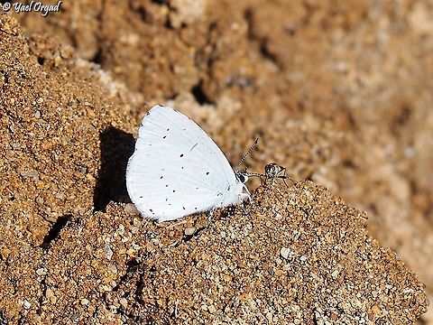 Celastrina argiolus  Celastrina argiolus,Geotagged,Holly Blue,Spring