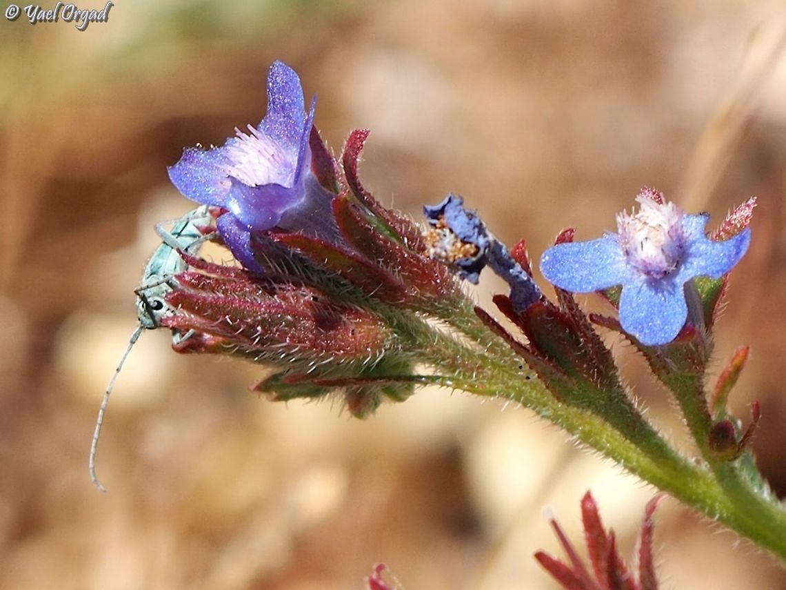 Pickaboo! Opsilia coerulescens on Anchusa azurea<br />
the most amazing jewel-colored beetle :-)  Anchusa azurea,Mount Hermon,Opsilia coerulescens,beetle