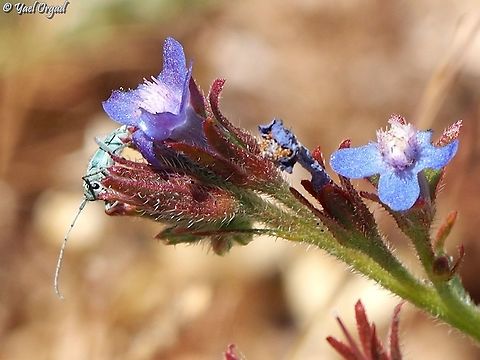 Pickaboo! Opsilia coerulescens on Anchusa azurea
the most amazing jewel-colored beetle :-)  Anchusa azurea,Mount Hermon,Opsilia coerulescens,beetle