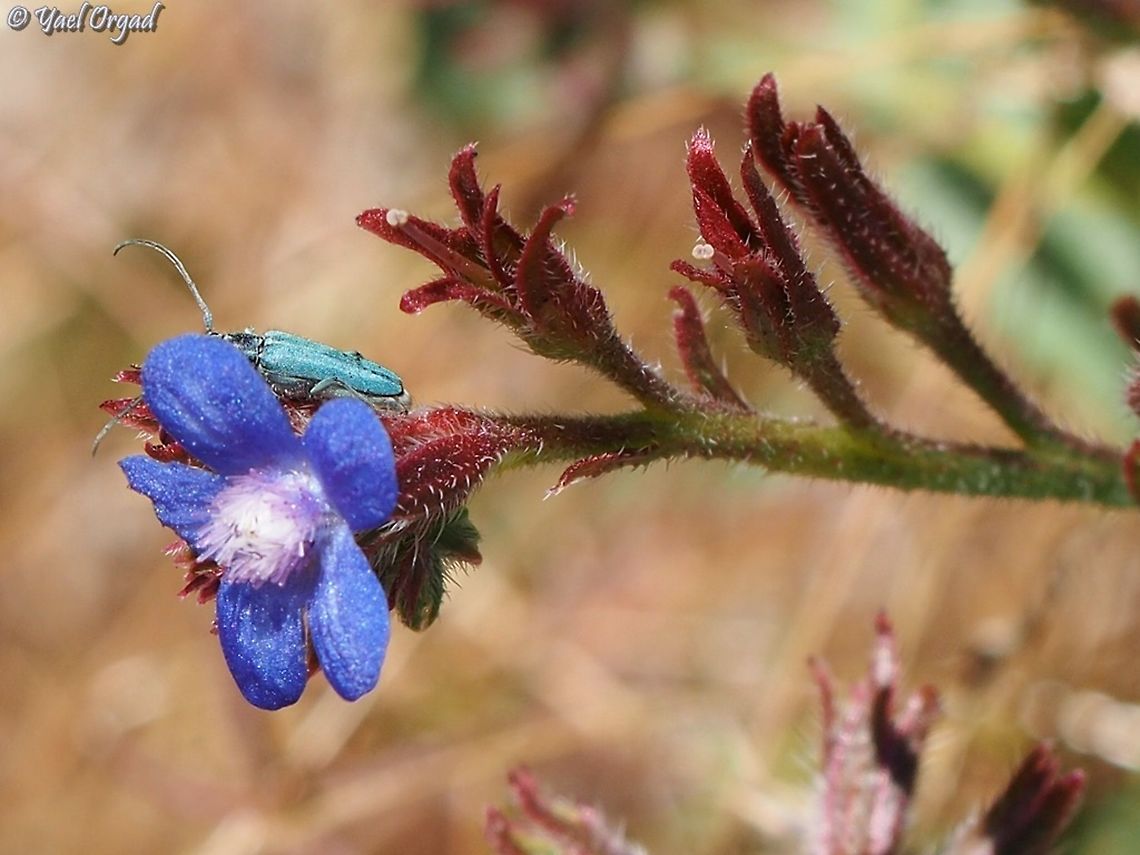 Opsilia coerulescens on Anchusa azurea  Anchusa azurea,Garden anchusa,Israel,Mount Hermon,Opsilia coerulescens