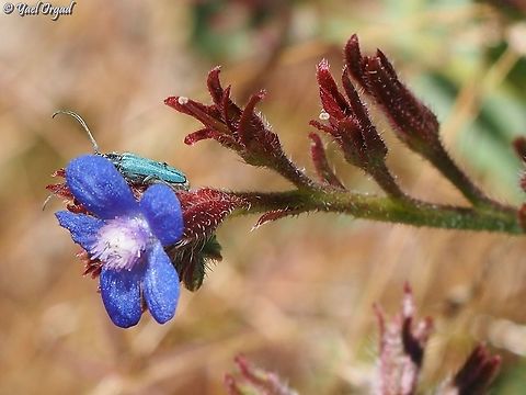 Opsilia coerulescens on Anchusa azurea  Anchusa azurea,Garden anchusa,Israel,Mount Hermon,Opsilia coerulescens