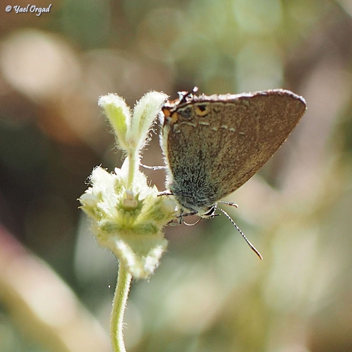 Satyrium abdominalis  Gerhards black hairstreak,Israel,Mount Hermon,Satyrium abdominalis
