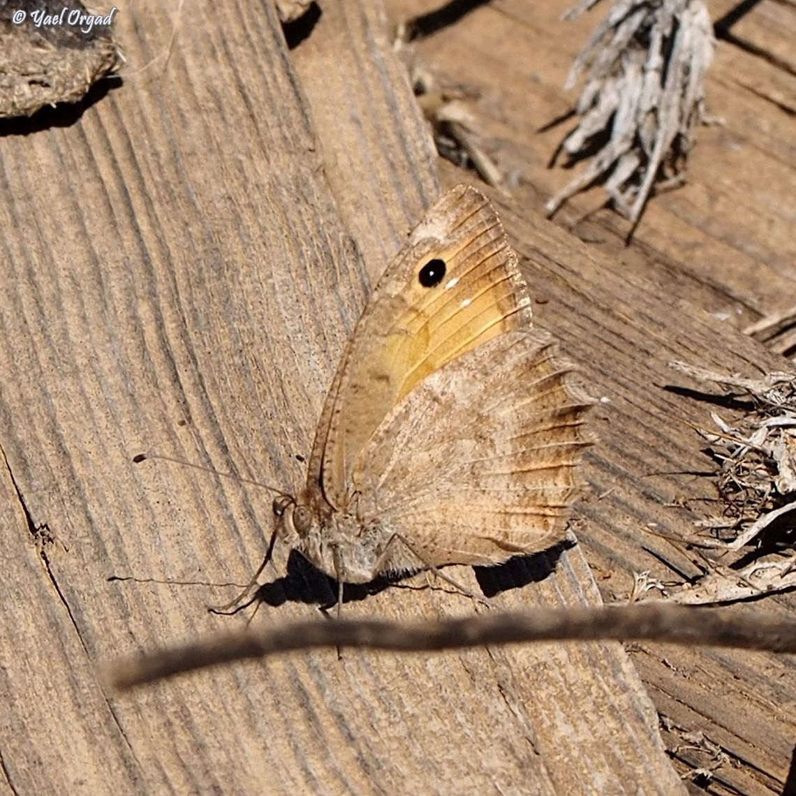 Hyponephele lupinus  Hyponephele lupina,Israel,Mount Hermon,Oriental meadow brown
