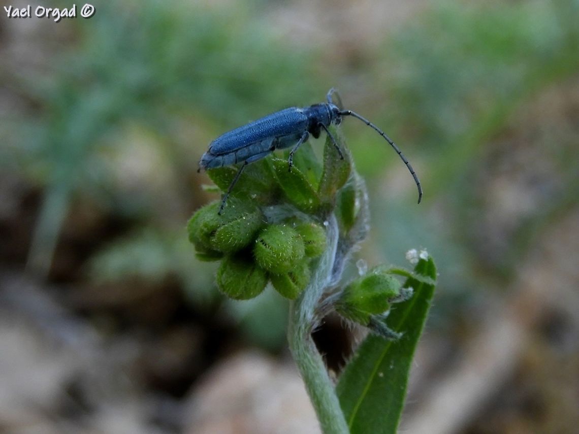 Opsilia coerulescens incredible metallic blue color Geotagged,Israel,Mount Hermon,Opsilia coerulescens,Spring