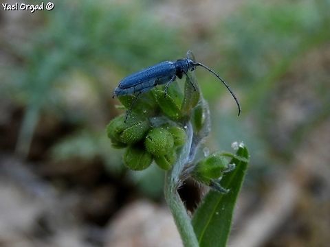 Opsilia coerulescens incredible metallic blue color Geotagged,Israel,Mount Hermon,Opsilia coerulescens,Spring