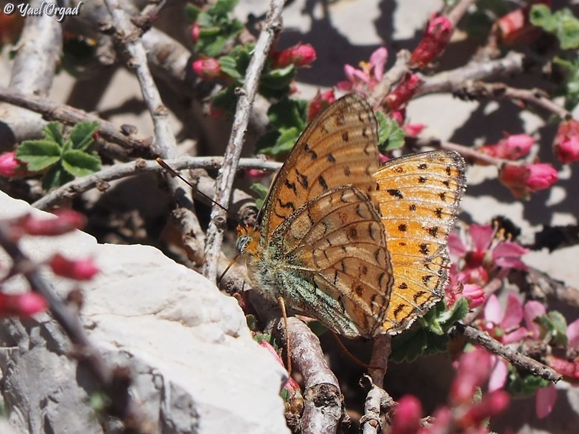 Argynnis niobe  Argynnis niobe,Israel,Mount Hermon,Niobe fritillary