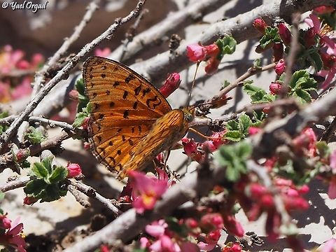 Argynnis niobe  Argynnis niobe,Geotagged,Israel,Mount Hermon,Niobe fritillary,Spring