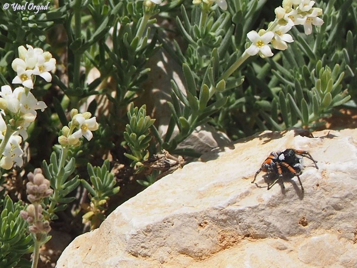 Philaeus chrysops  Israel,Mount Hermon,Philaeus chrysops