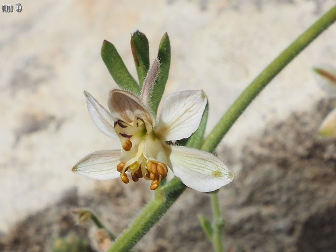 Consolida incana  Consolida incana,Geotagged,Israel,Spring
