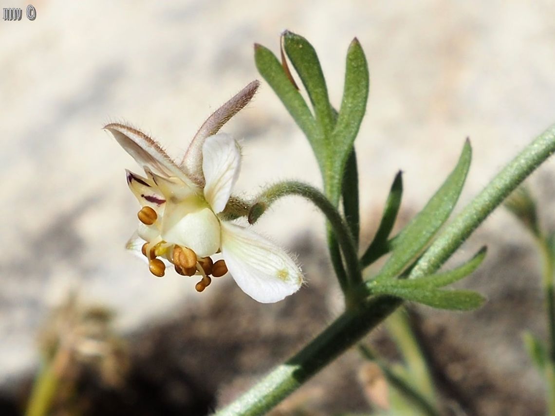 Consolida incana  Consolida incana,Geotagged,Israel,Spring