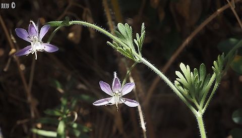 Consolida incana  Consolida incana,Geotagged,Israel,Spring