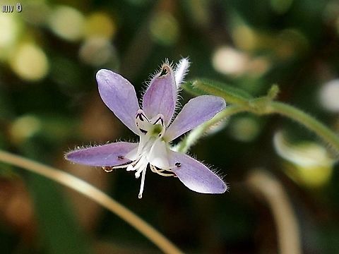 Consolida incana  Consolida incana,Geotagged,Israel,Spring