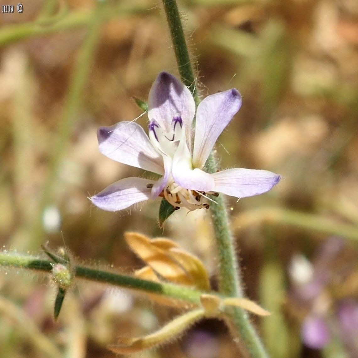 Consolida incana  Consolida incana,Geotagged,Israel,Spring
