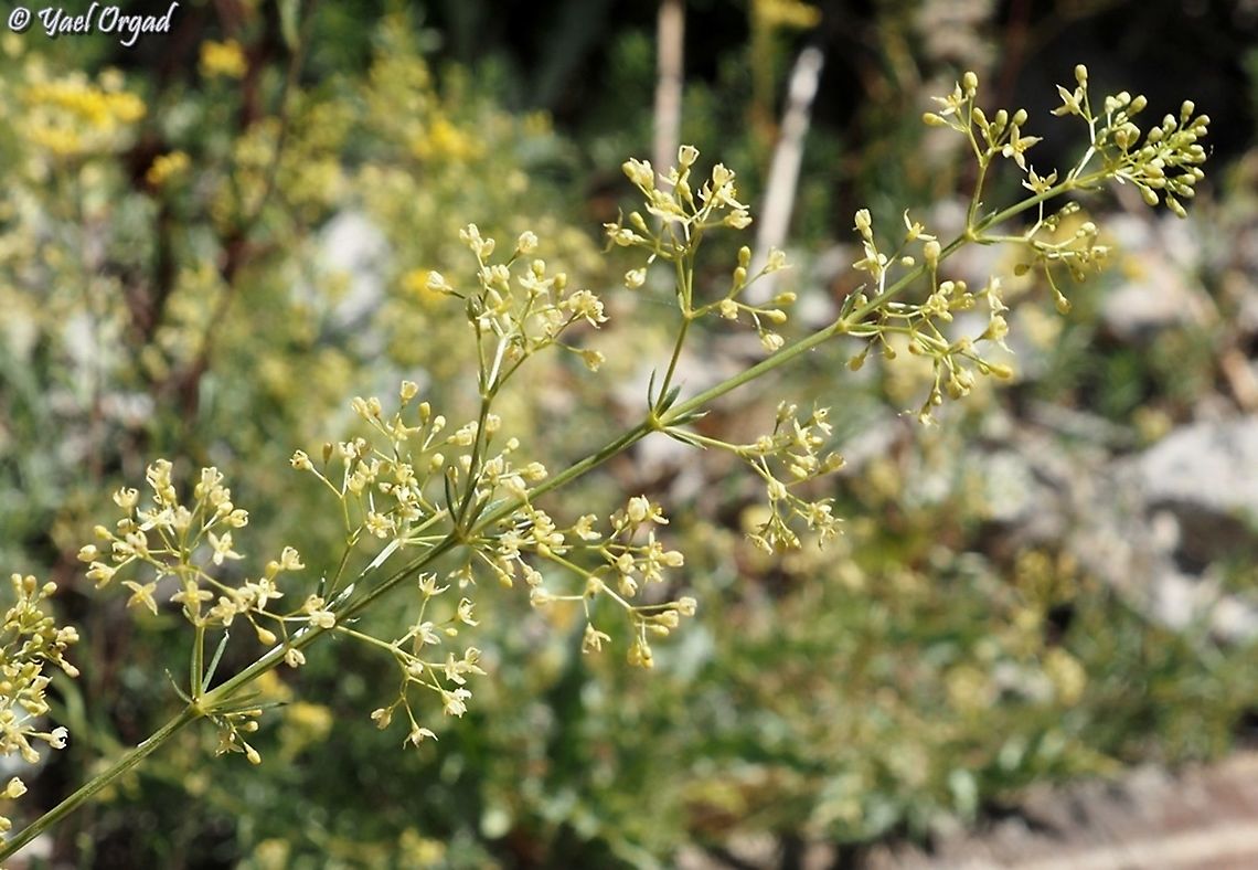 Galium libanoticum  Galium libanoticum,Galliet du Liban,Israel,Mount Hermon