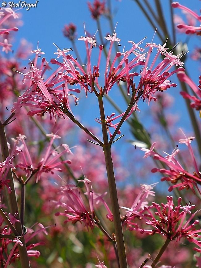 Centranthus longiflorus  Centranthus longiflorus,Geotagged,Israel,Mount Hermon,Spring