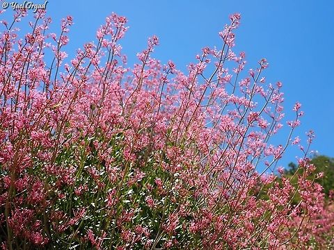 Centranthus longiflorus  Centranthus longiflorus,Israel,Mount Hermon