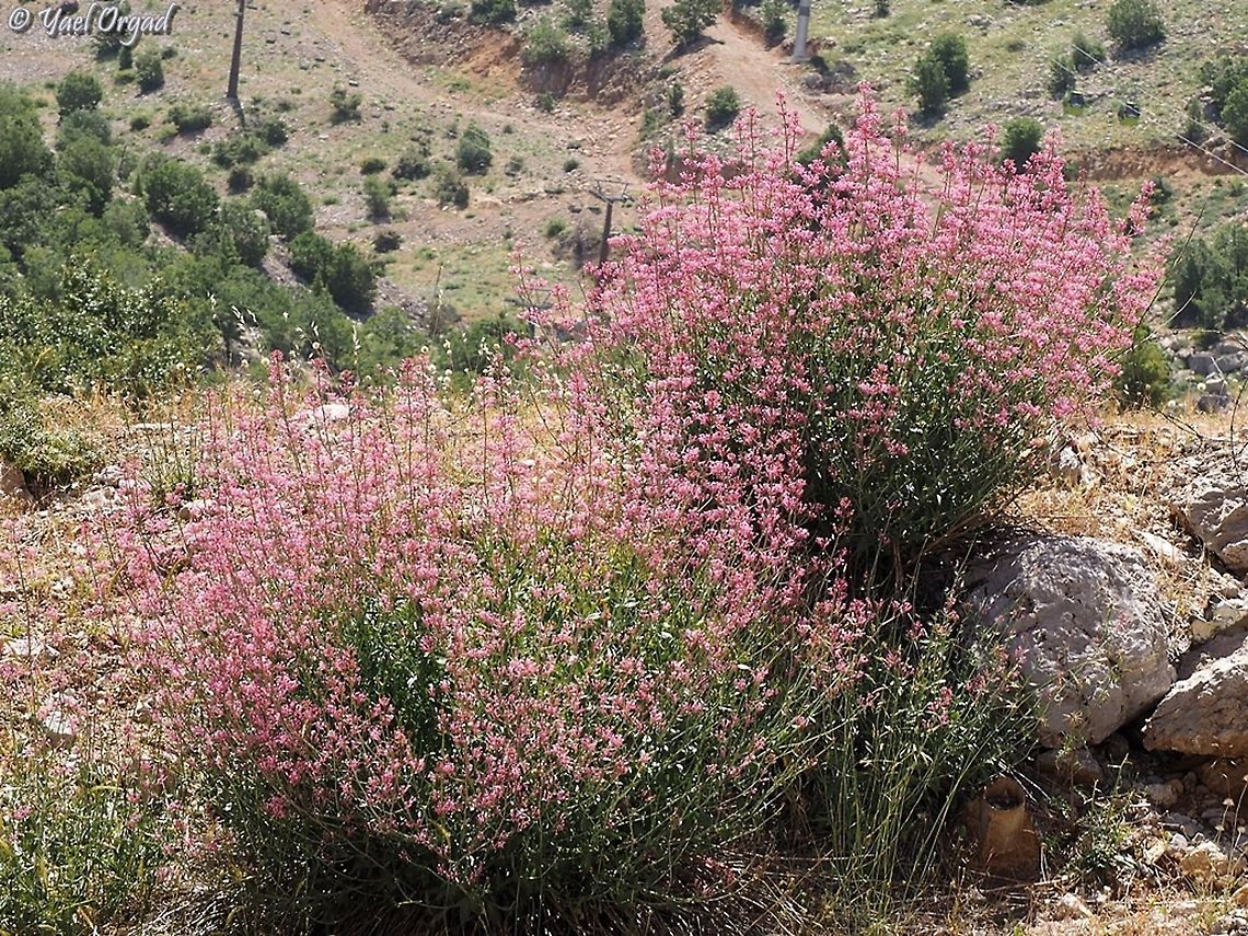 Centranthus longiflorus  Centranthus longiflorus,Geotagged,Spring