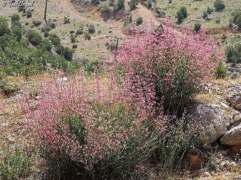 Centranthus longiflorus  Centranthus longiflorus,Geotagged,Spring