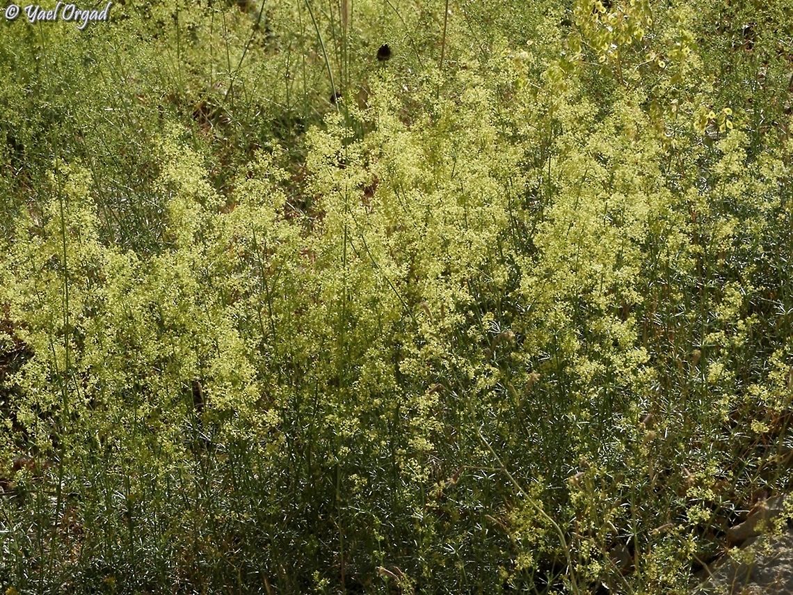 Galium libanoticum  Galium libanoticum,Galliet du Liban,Geotagged,Israel,Mount Hermon,Spring