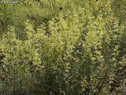 Galium libanoticum  Galium libanoticum,Galliet du Liban,Geotagged,Israel,Mount Hermon,Spring