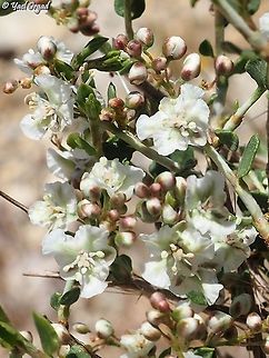 Atraphaxis billardierei  Atraphaxis billardierei,Geotagged,Israel,Mount Hermon,Spring