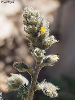 Biebersteinia multifida a tooth-breaking name for a small flower
and no, it's not named after justin bieber...  Biebersteinia multifida,Israel,Mount Hermon,spring