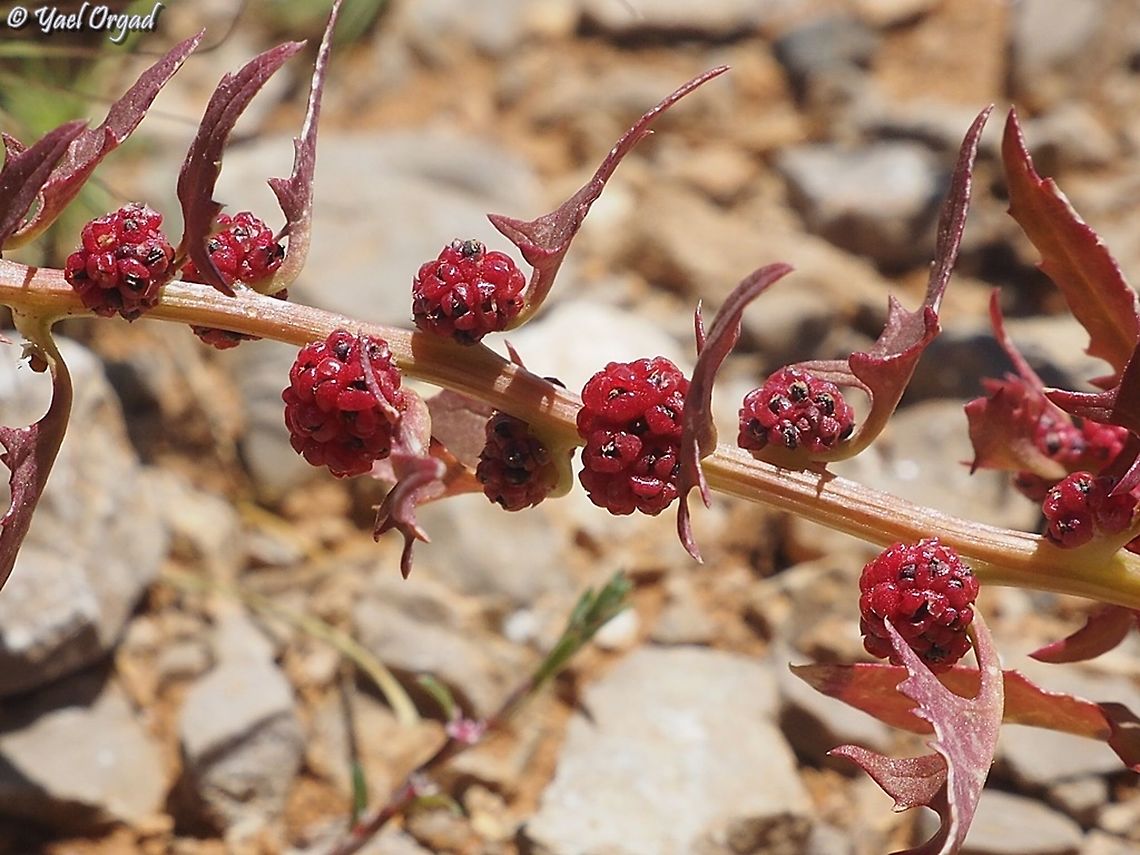 Blitum virgatum  Blitum virgatum,Israel,Mount Hermon