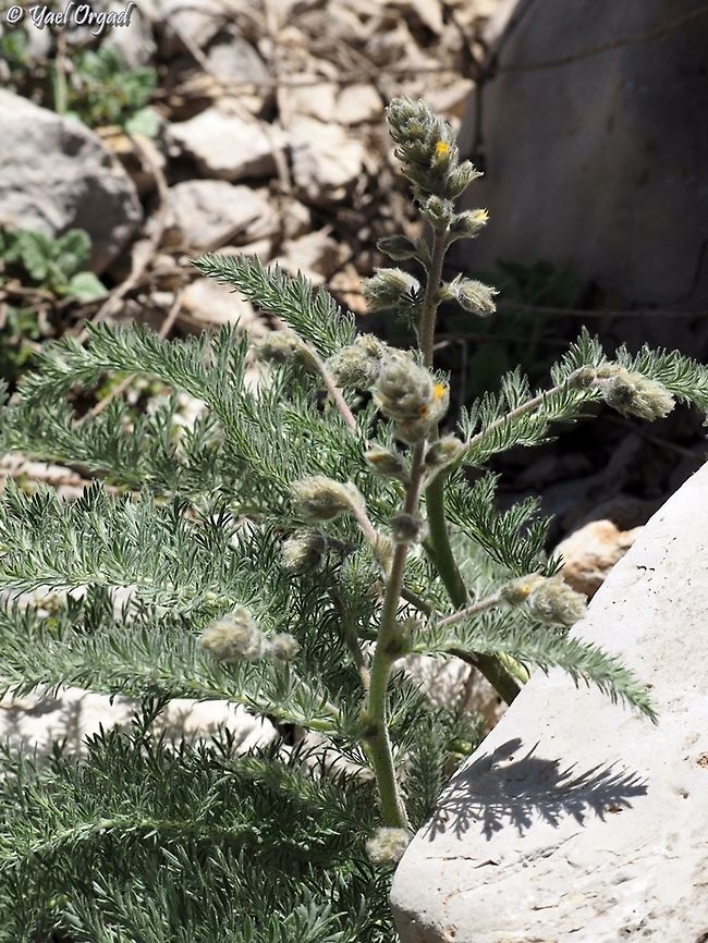 Biebersteinia multifida  Biebersteinia multifida,Geotagged,Israel,Mount Hermon,Spring