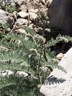 Biebersteinia multifida  Biebersteinia multifida,Geotagged,Israel,Mount Hermon,Spring