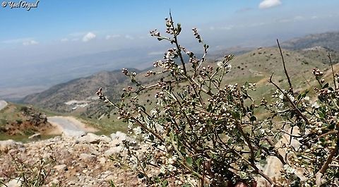 Atraphaxis billardierei an un-common shrublet on Mount Hermon  Atraphaxis billardierei,Israel,Mount Hermon