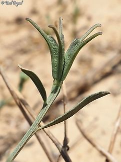 Nigella arvensis - fruit  Geotagged,Israel,Nigella arvensis,Spring,Wild Fennel