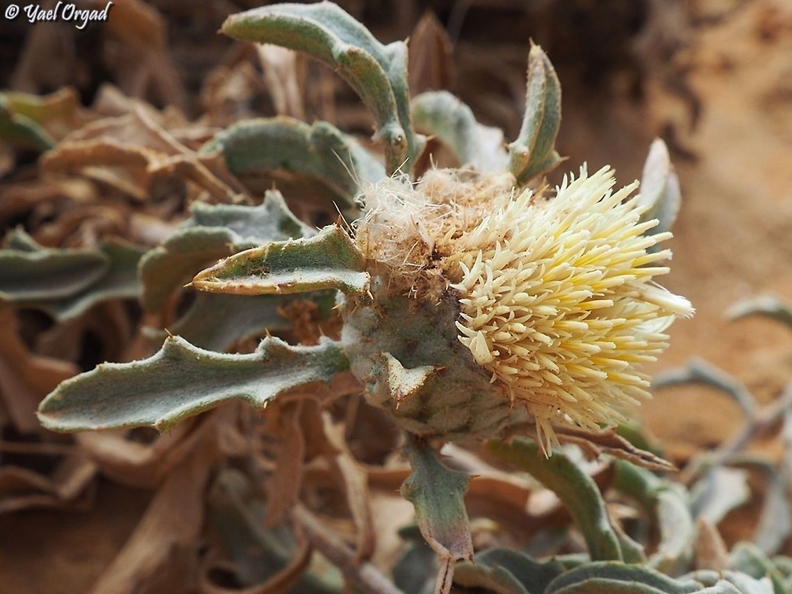 Atractylis carduus  Atractylis carduus,Geotagged,Israel,Spring