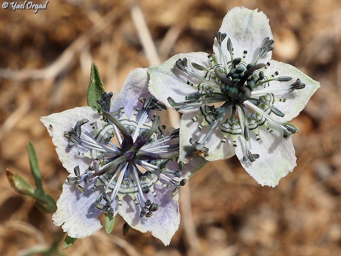 Two Nigella arvensis  Geotagged,Israel,Nigella arvensis,Spring,Wild Fennel