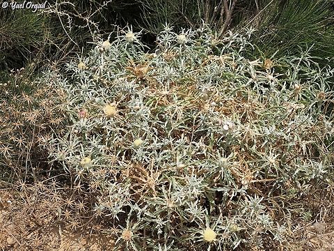 Atractylis_carduus  Atractylis carduus,Geotagged,Israel,Spring