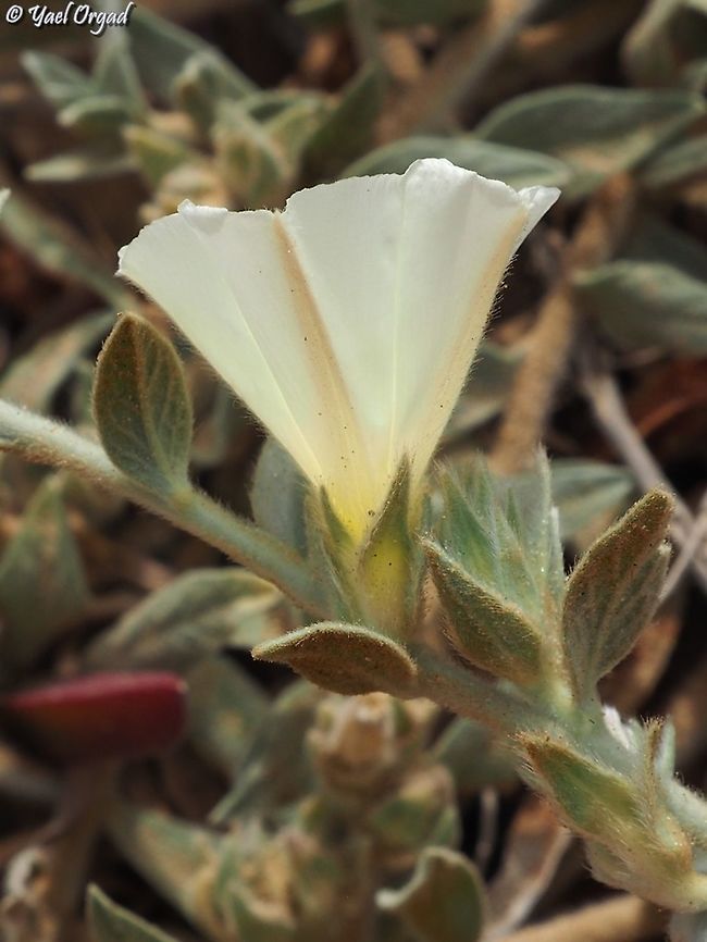 Convolvulus secundus  Convolvulus secundus,Geotagged,Israel,Spring