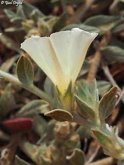 Convolvulus secundus  Convolvulus secundus,Geotagged,Israel,Spring