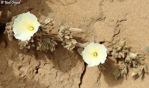 Convolvulus secundus  Convolvulus secundus,Geotagged,Israel,Spring