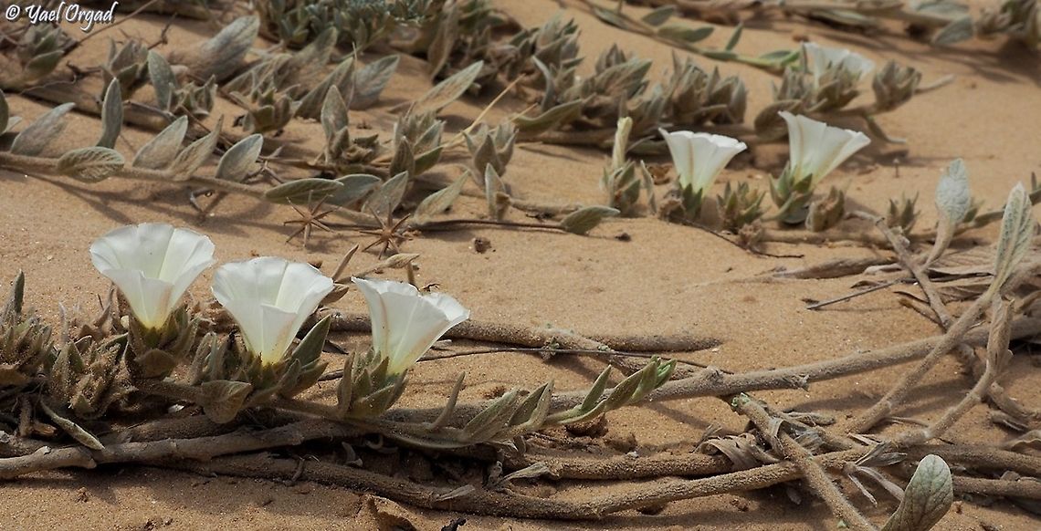 Convolvulus secundus  Convolvulus secundus,Geotagged,Israel,Spring
