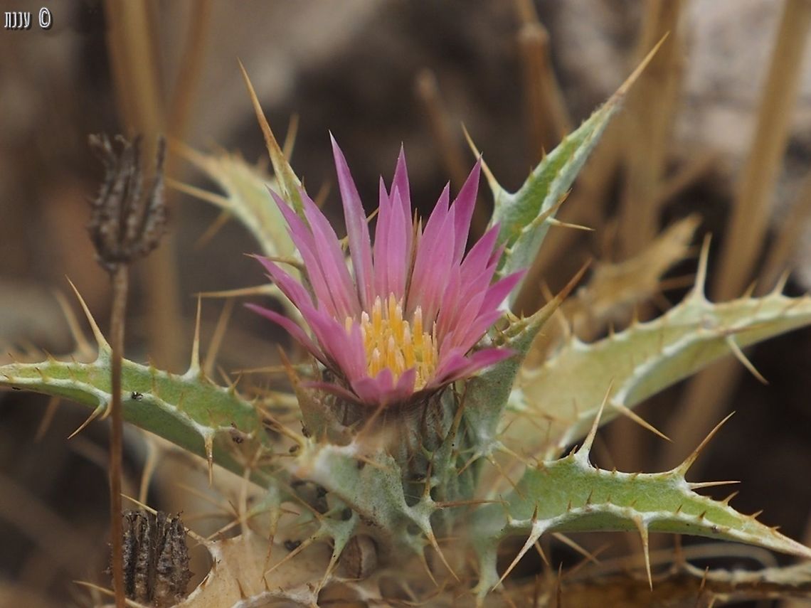 Carlina lanata  Carlina lanata,Geotagged,Israel,Spring