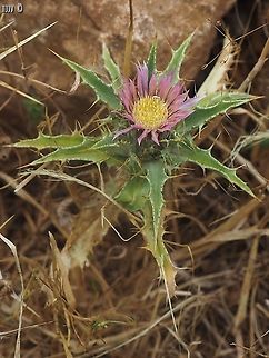 Carlina lanata  Carlina lanata,Geotagged,Israel,Spring