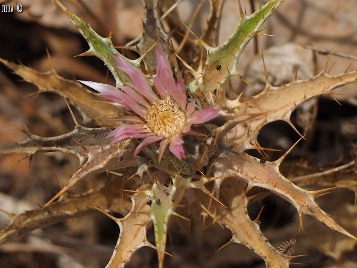 Carlina lanata  Carlina lanata,Geotagged,Israel,Spring